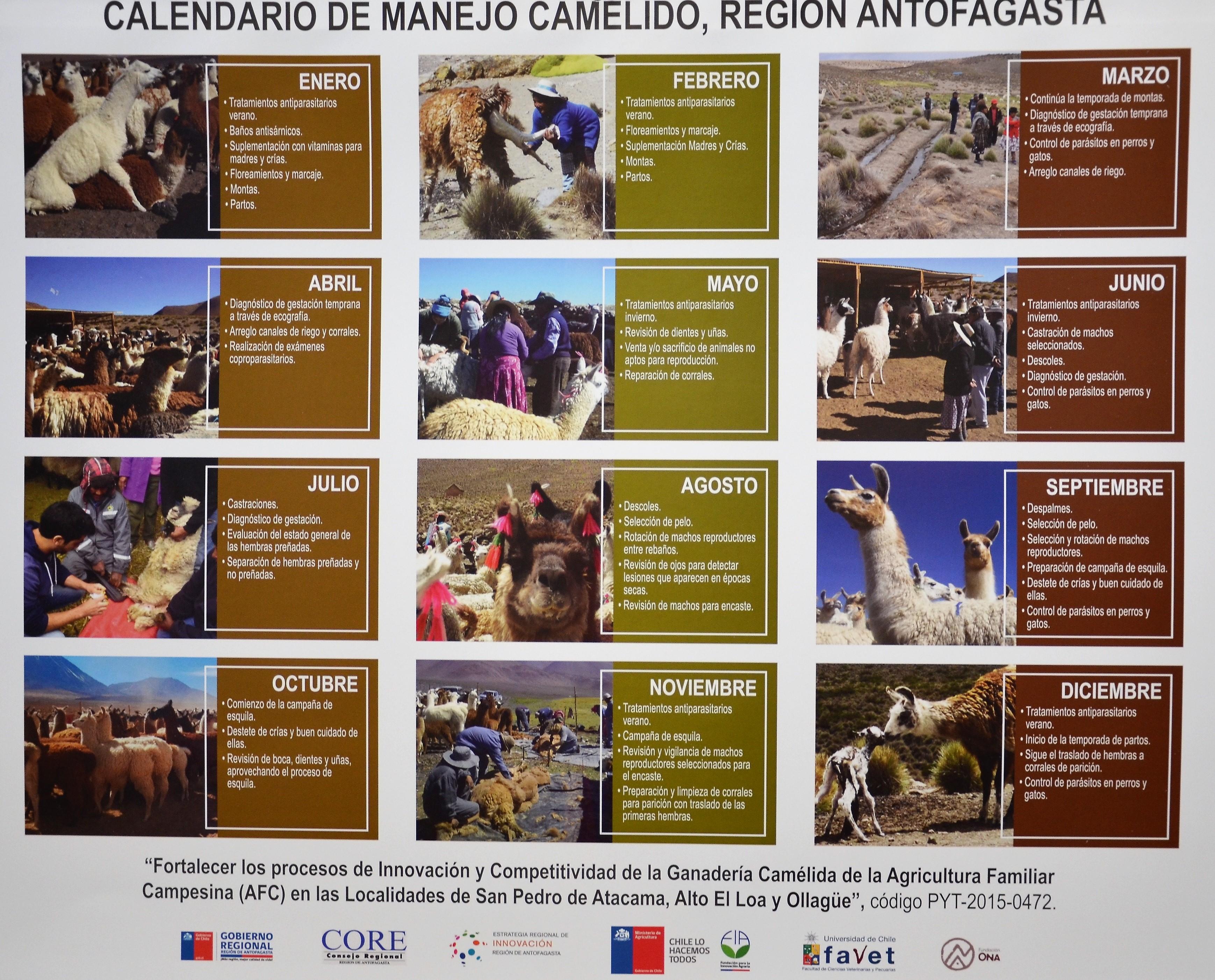 El Calendario de Manejo Camélido, un anexo a la publicación, que recoge los principales manejos relacionados con el rubro, área y sistema.