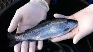 La piscirickettsiosis es la enfermedad más importante en el sector del cultivo de salmón en términos de impacto económico.