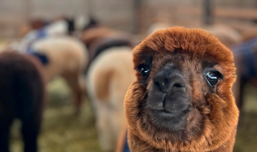 Imagen de alpaca - Donación a Favet