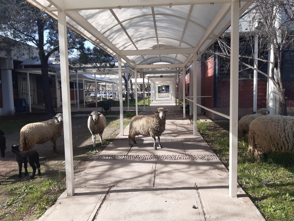 Publicaciones 2022 - Facultad de Ciencias Veterinarias y Pecuarias ...