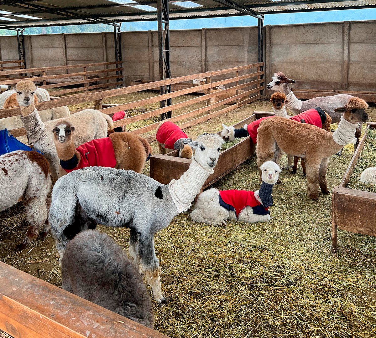 Criadero de alpacas Quintessence.