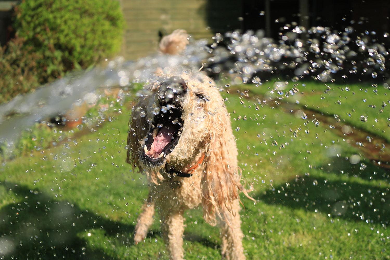 puedes usar tijeras para humanos en perros